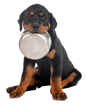 Comederos y bebederos para perros - Pet Shop Tristan Uruguay
