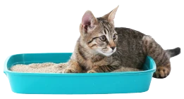 Arena y bandejas sanitarias para gatos - Pet Shop Tristan Uruguay