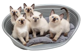 Cuchas y camas para gatos - Pet Shop Tristan Uruguay
