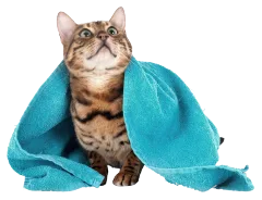 Productos de higiene y cuidado para gatos - Pet Shop Tristan Uruguay