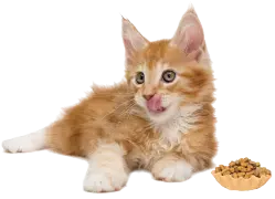 Juguetes y rascadores para gatos - Pet Shop Tristan Uruguay
