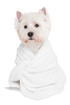 Productos de higiene y cuidado para perros - Pet Shop Tristan Uruguay