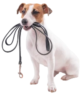 Arneses, collares y accesorios para paseo de perros - Pet Shop Tristan Uruguay